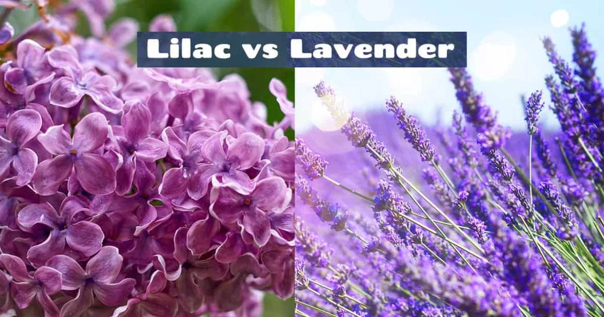 Lilac vs Lavendar