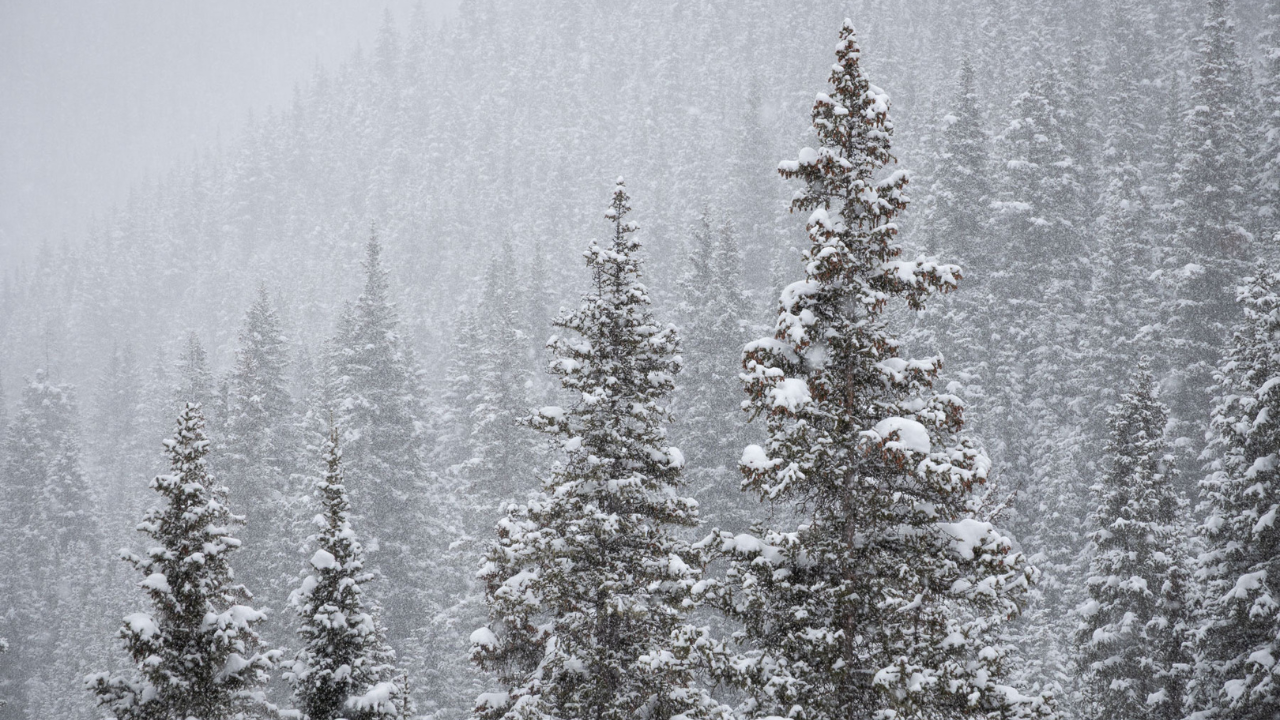 Snow-covered pine forest wallpapers with soft fog effects