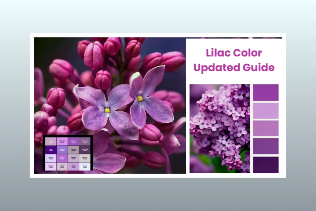 Lilac Color Updated Guide Meaning, Codes & Design Uses